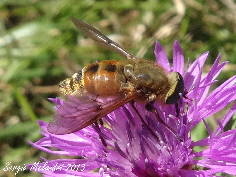 Dittero da id.:  Pangonius sp. (Tabanidae)